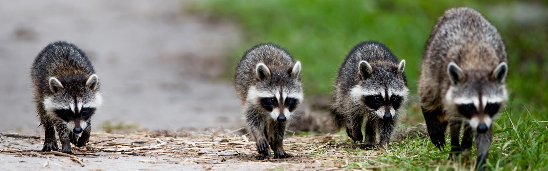 Raccoons