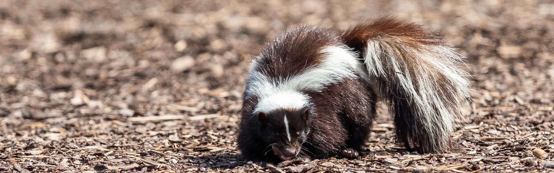 Skunk