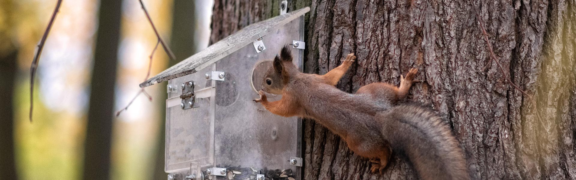 Tree squirrel at feeder