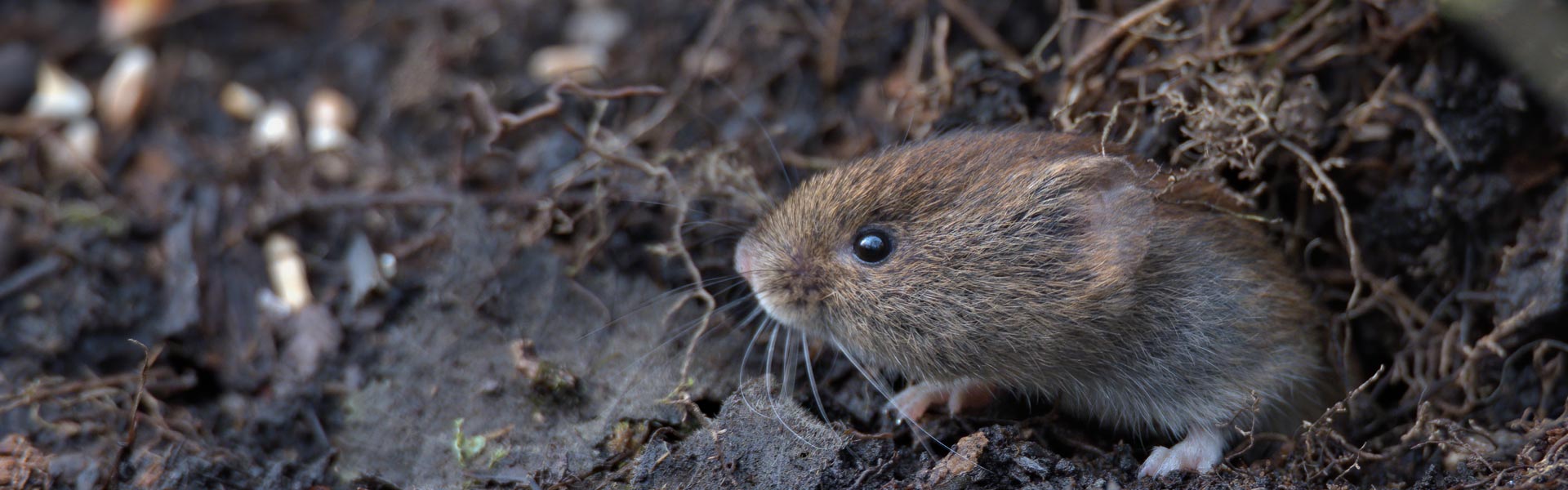 Vole