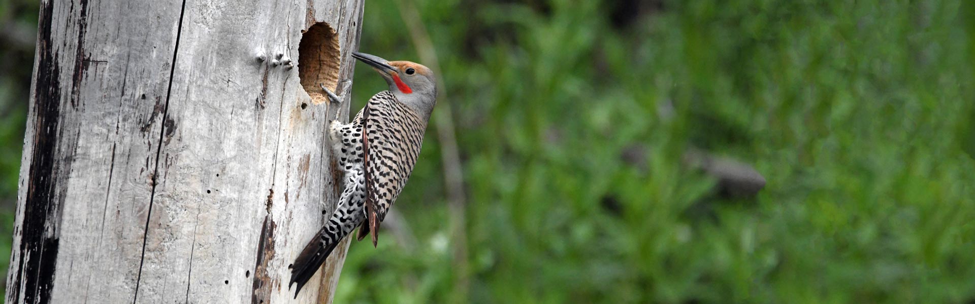 Woodpeckers in Florida 