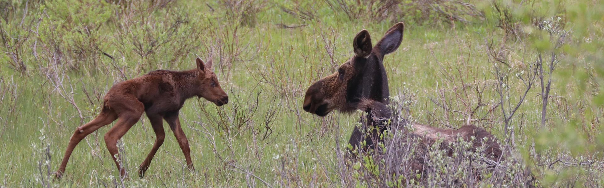 Moose cow and calf