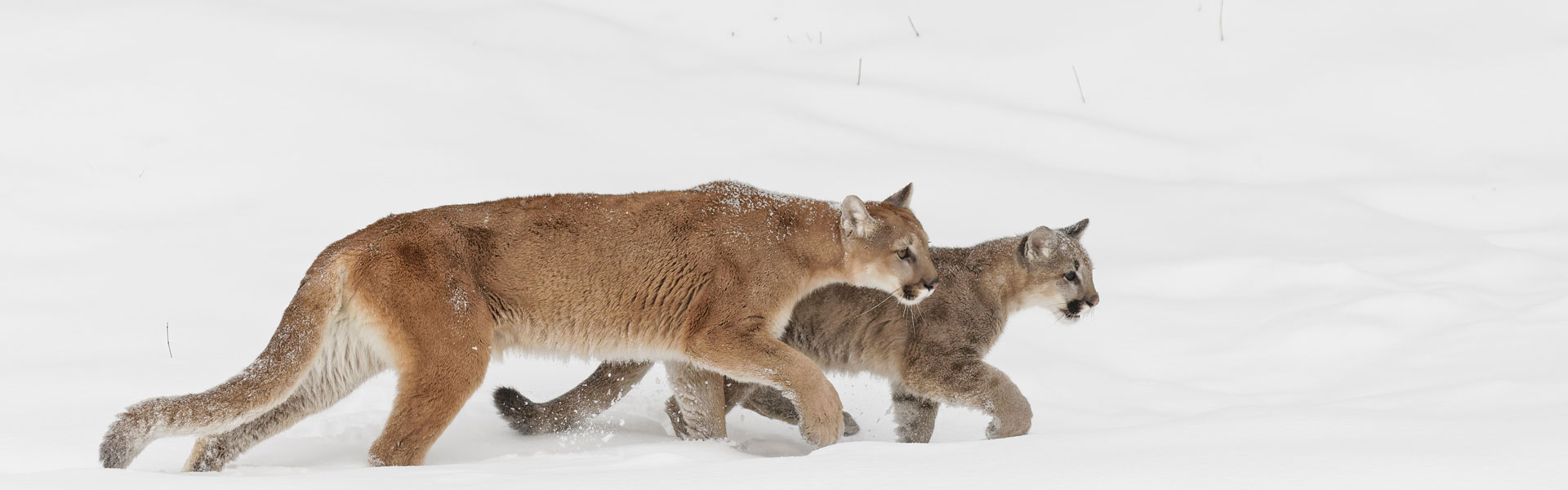 Mountain lion and cub walking in snow