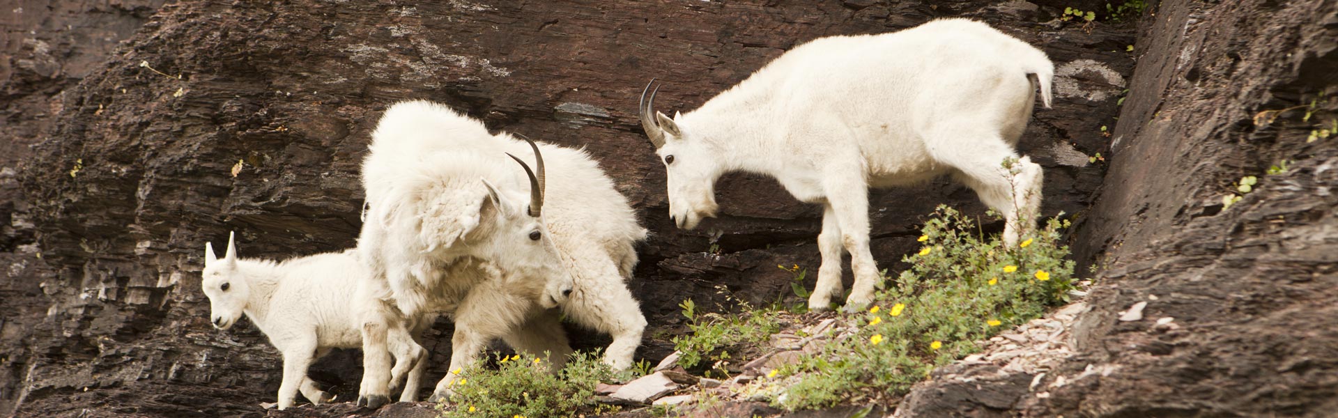 Mountain Goat