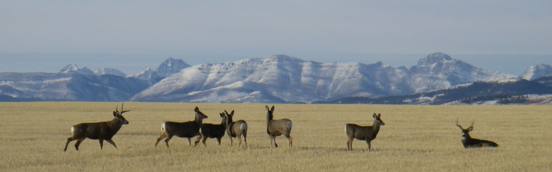 Mule deer prairies