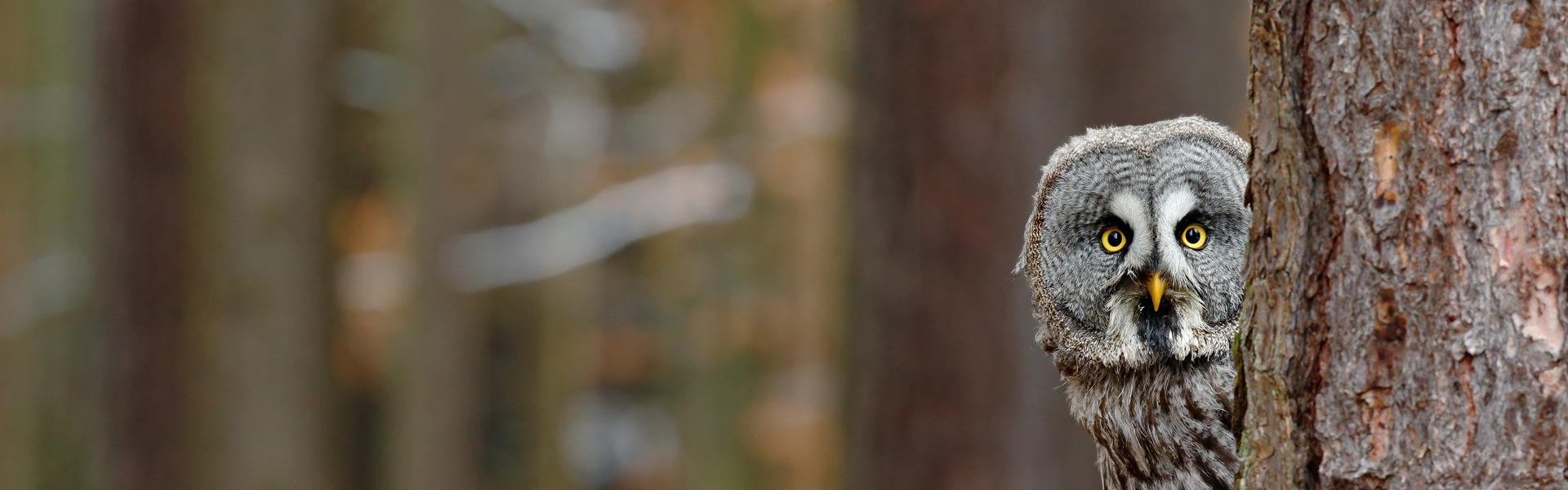 Great Grey Owl