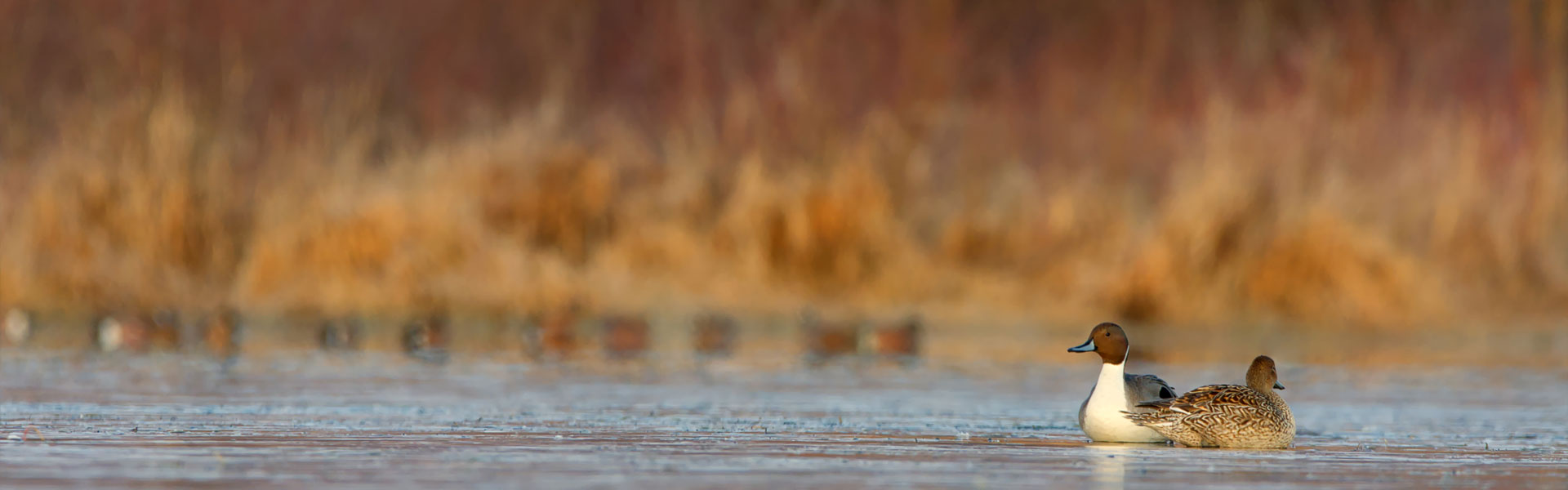 A sandhill crane in flight.