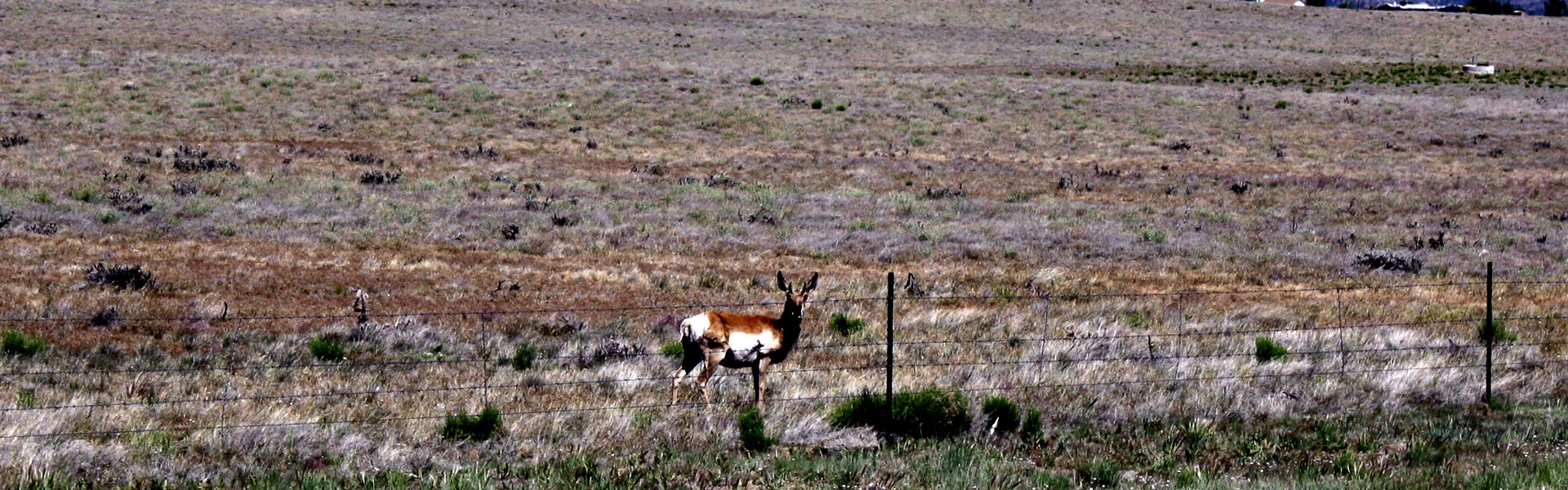 Pronghorn behind fence