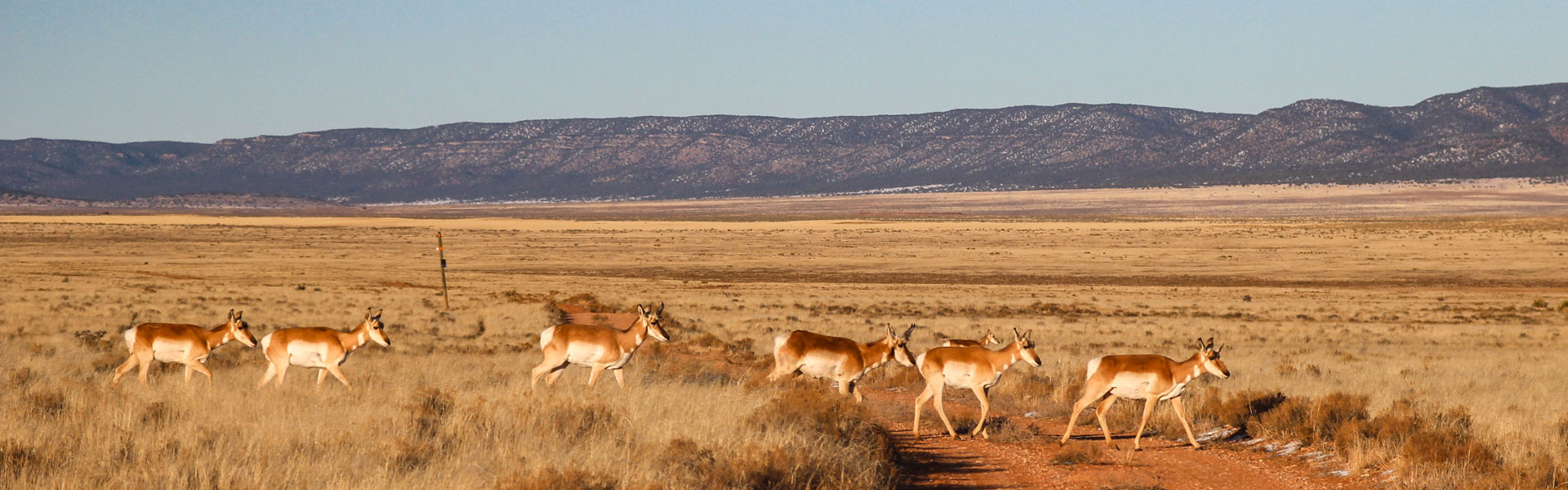 Pronghorn herd, winter migration