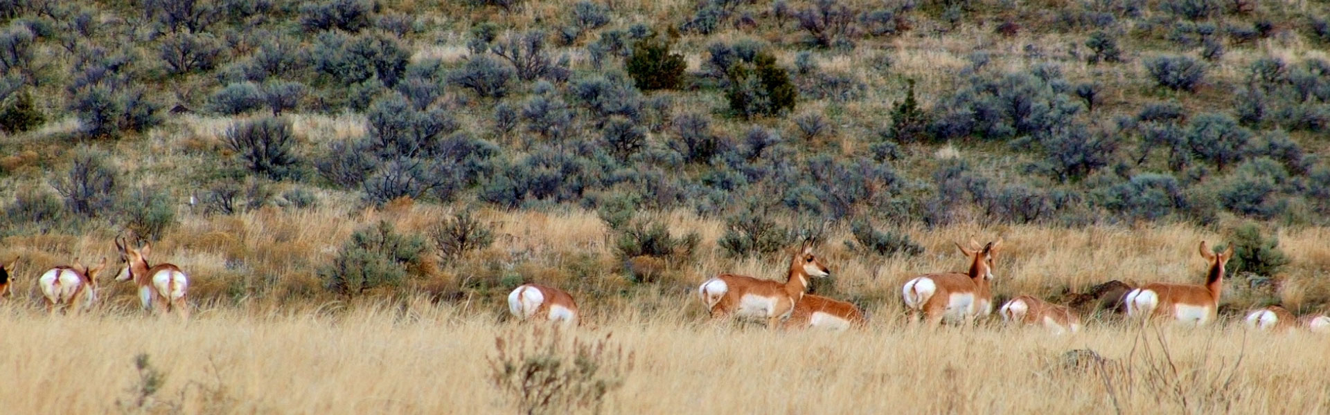 Antelope herd in sage grass.