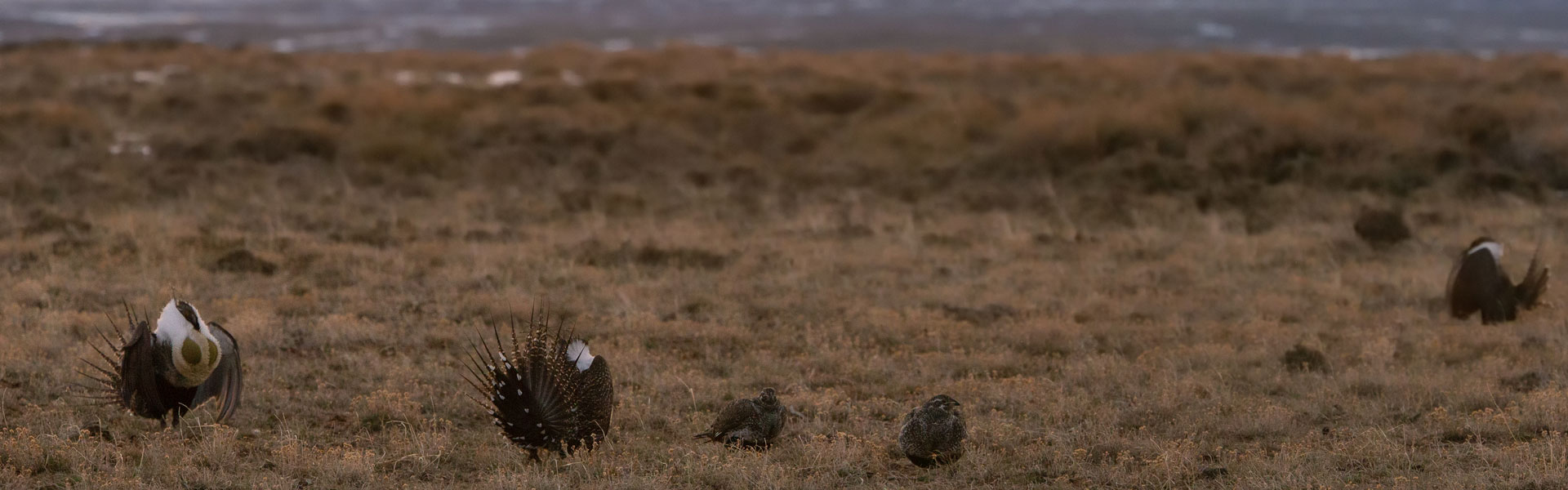 Sage grouse in field