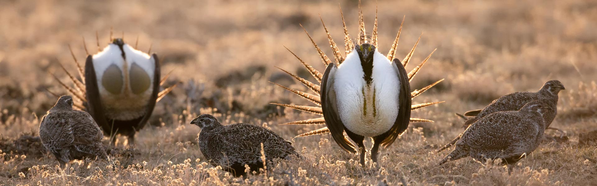 Sage-Grouse