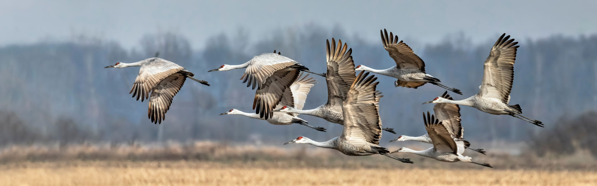 Cranes in flight