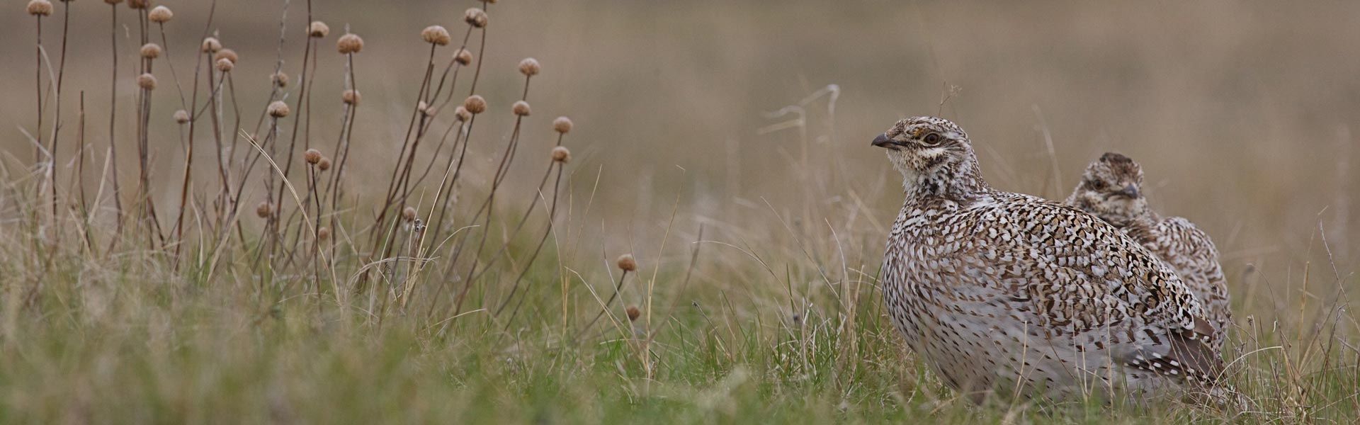 Pair of sharp-tailed grouse