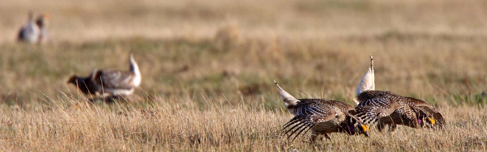 Sharp-tailed grouse