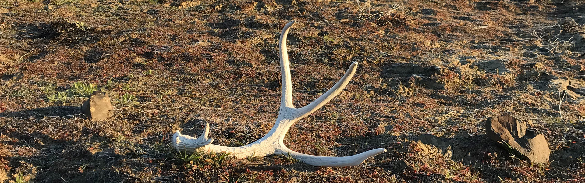 Shed antler on landscape