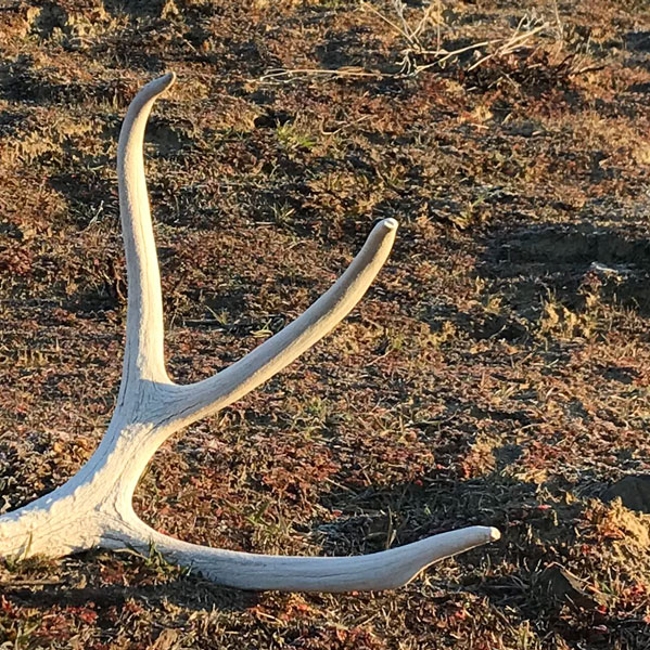 Shed antler