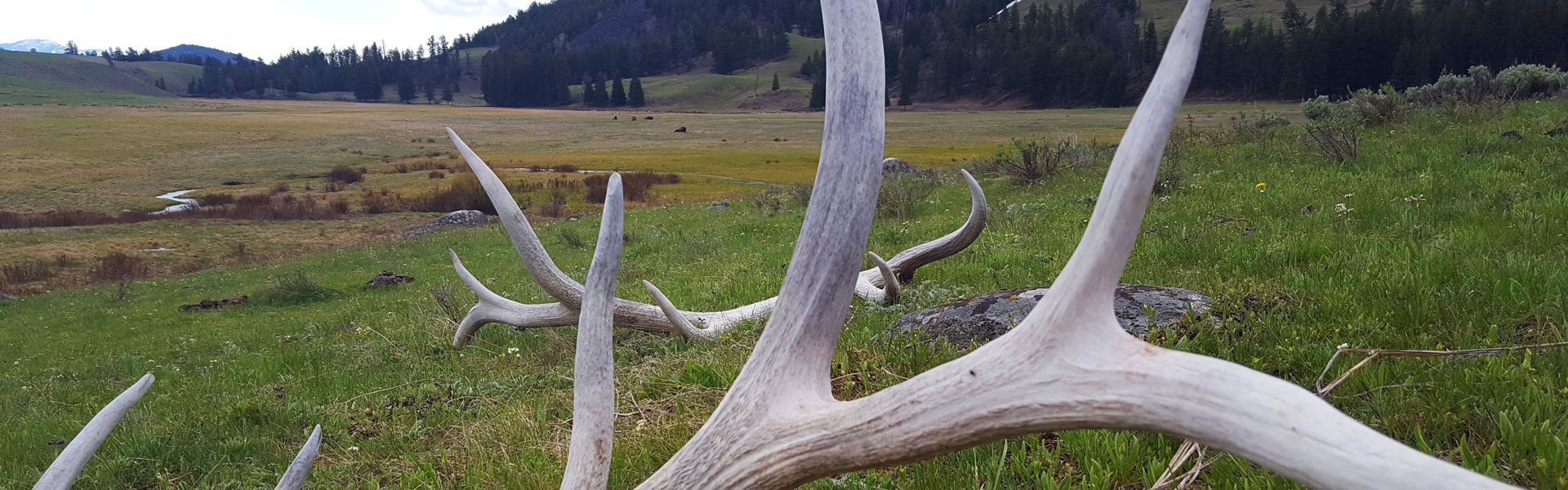 Shed antlers