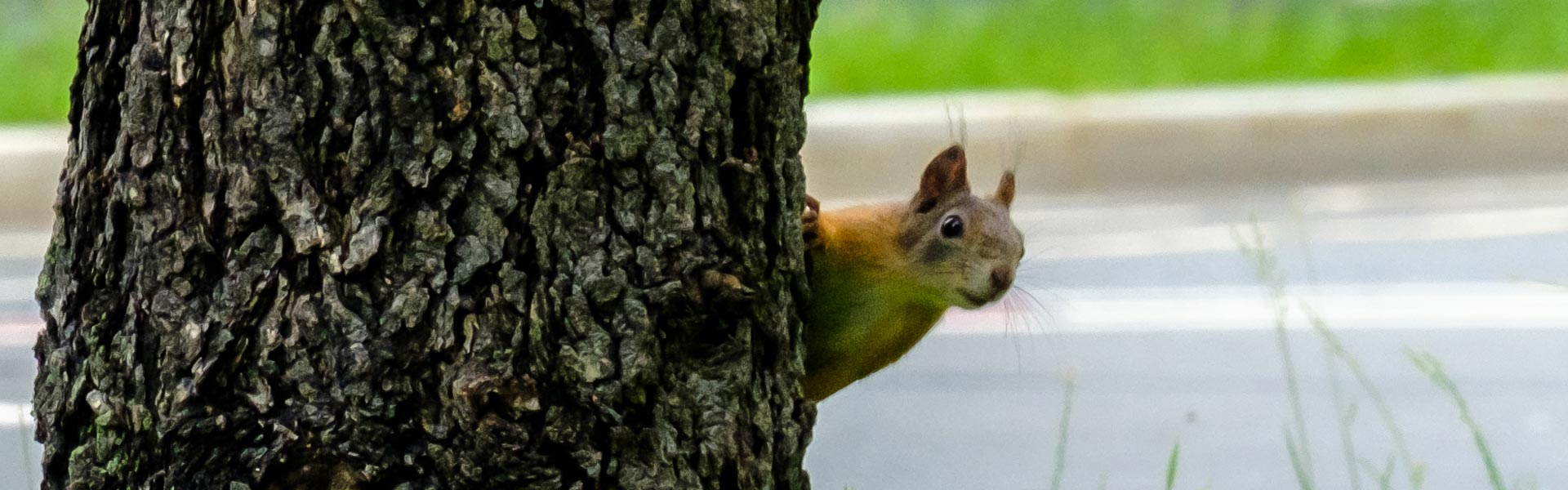 Squirrel