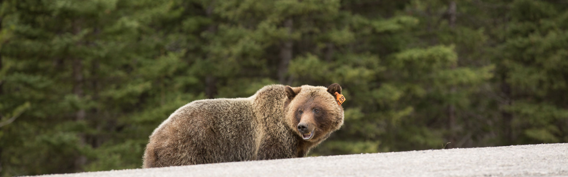 Tagged grizzly bear alongside road