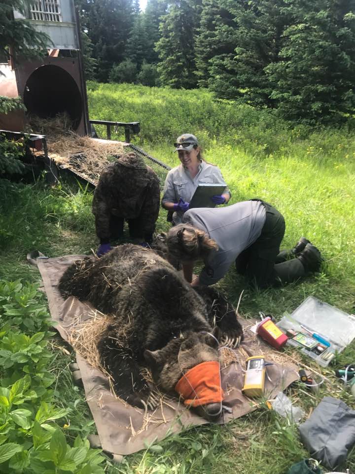 FWP wildlife biologists with grizzly