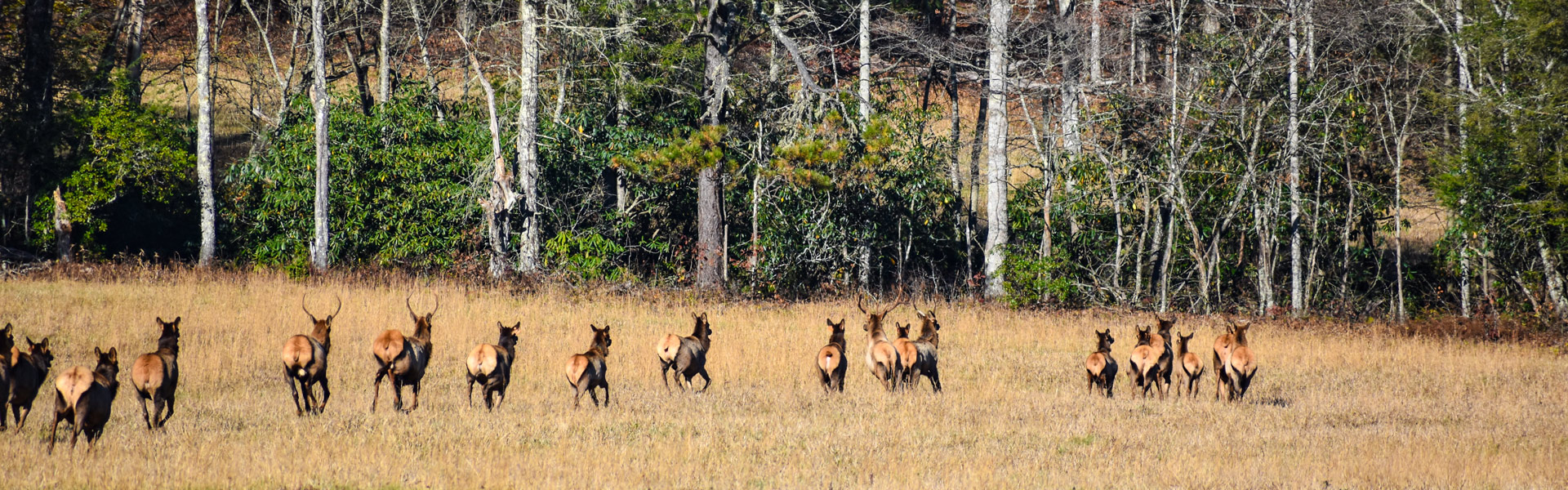 Herd of elk