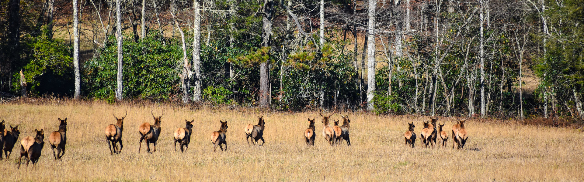 Elk in a field.