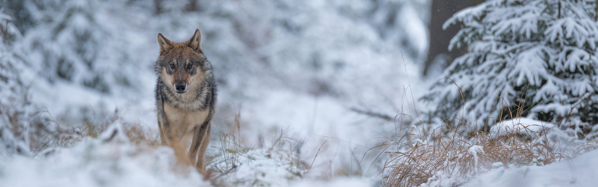 Lone wolf in snow