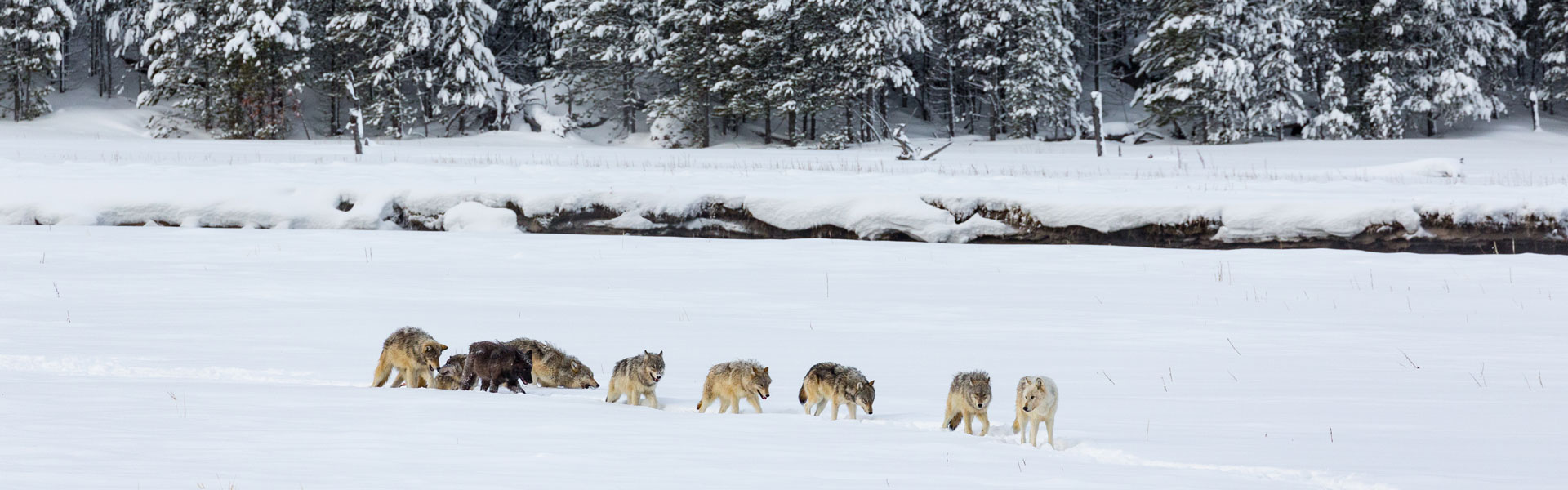 Wolf pack in Yellowstone Park