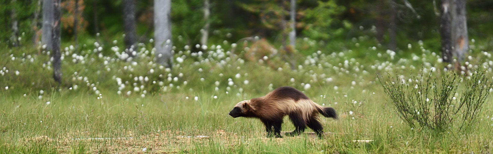 Wolverine in summer grass