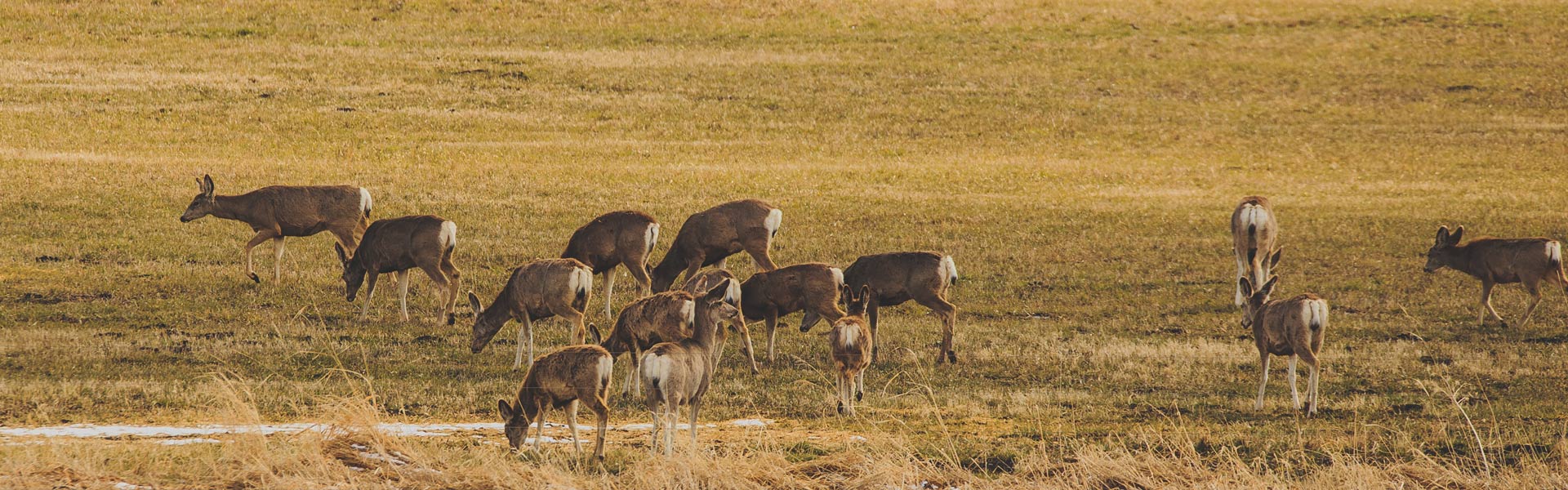 Herd of deer in field