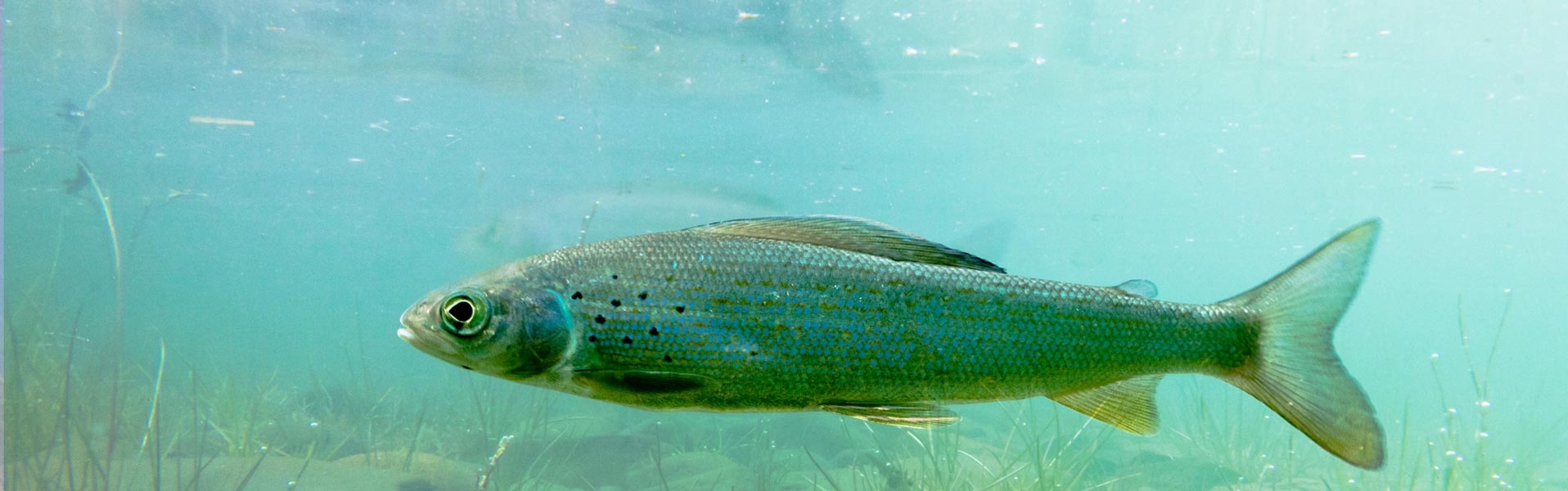 Arctic grayling