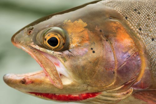 Closeup of Yellowstone cutthroat trout