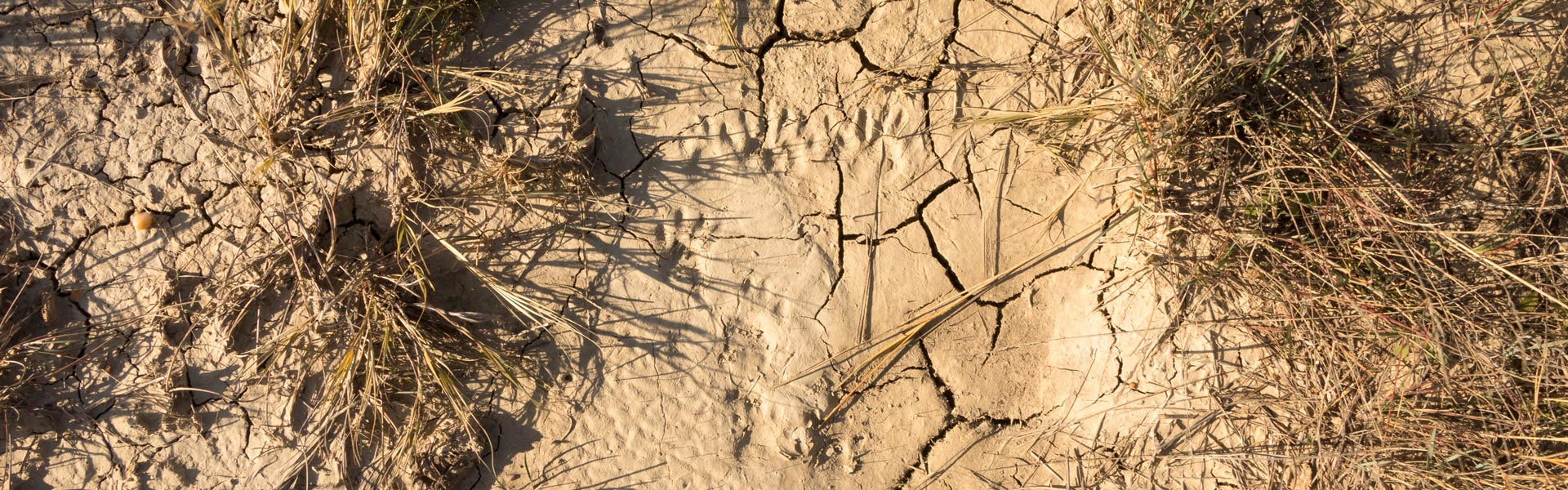 Closeup of dry creek bed