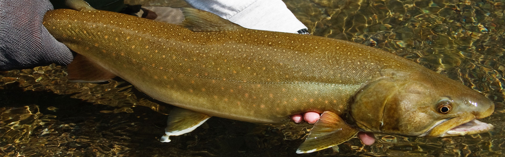 bull trout being released