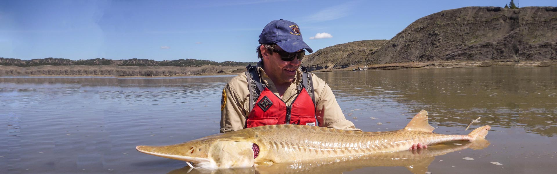 Pallid sturgeon