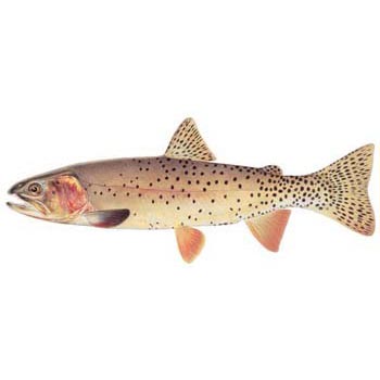 Drawing of Yellowstone cutthroat trout