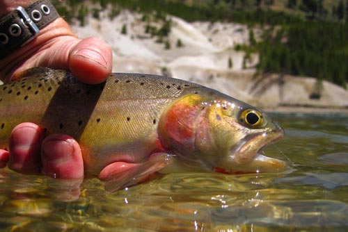 Yellowstone cutthroat trout release