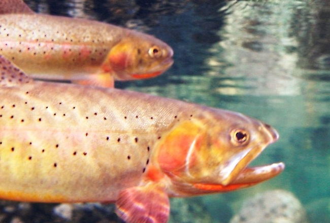 Yellowstone cutthroat trout underwater