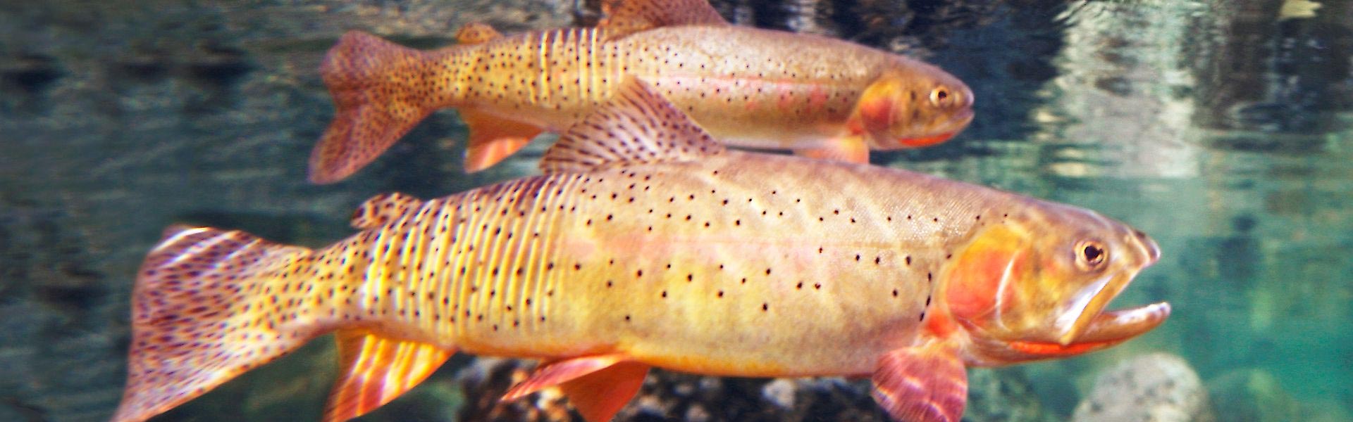 Yellowstone cutthroat trout