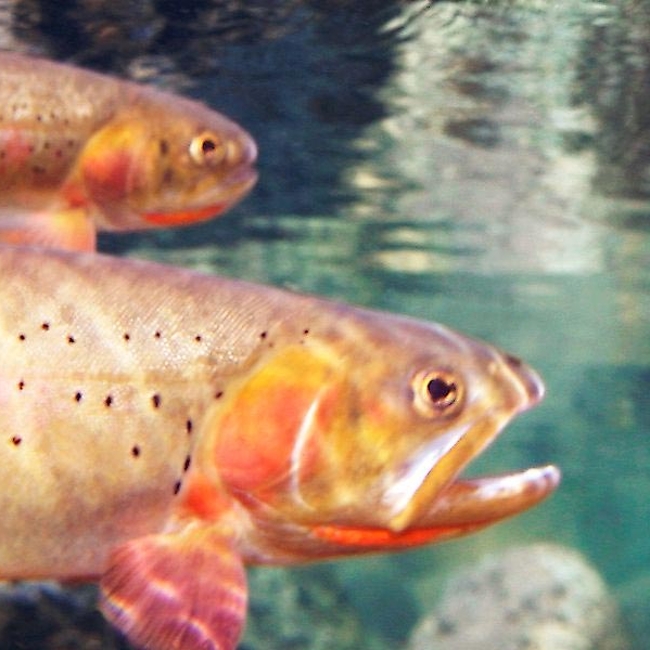 Yellowstone cutthroat trout underwater