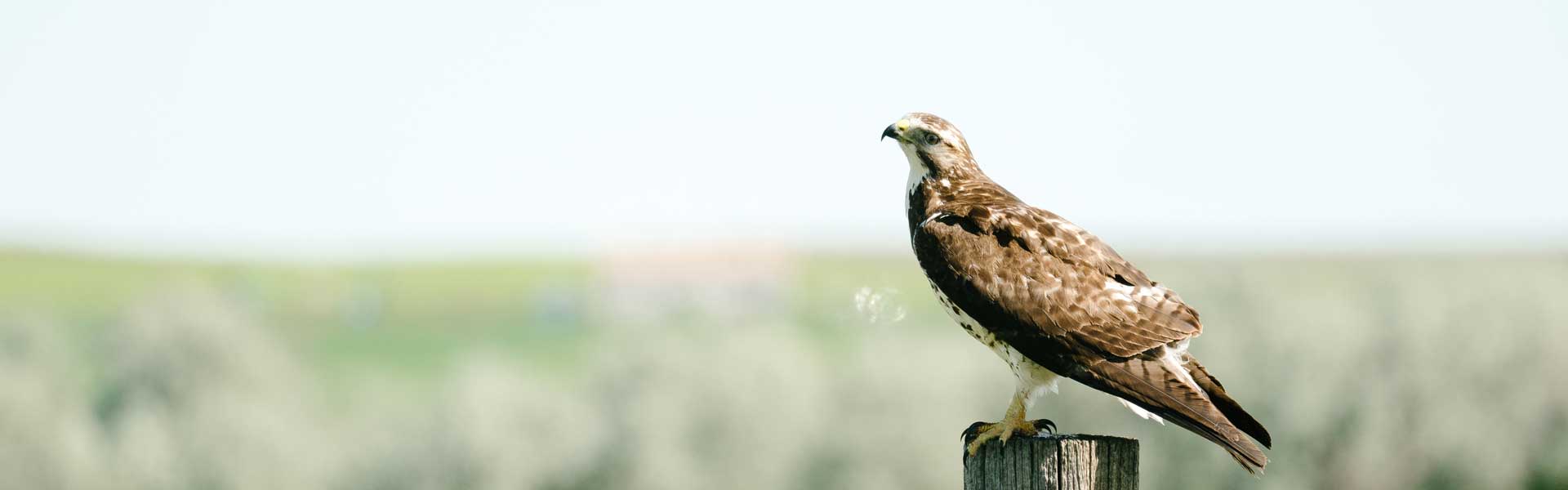 Hawk in Montana.