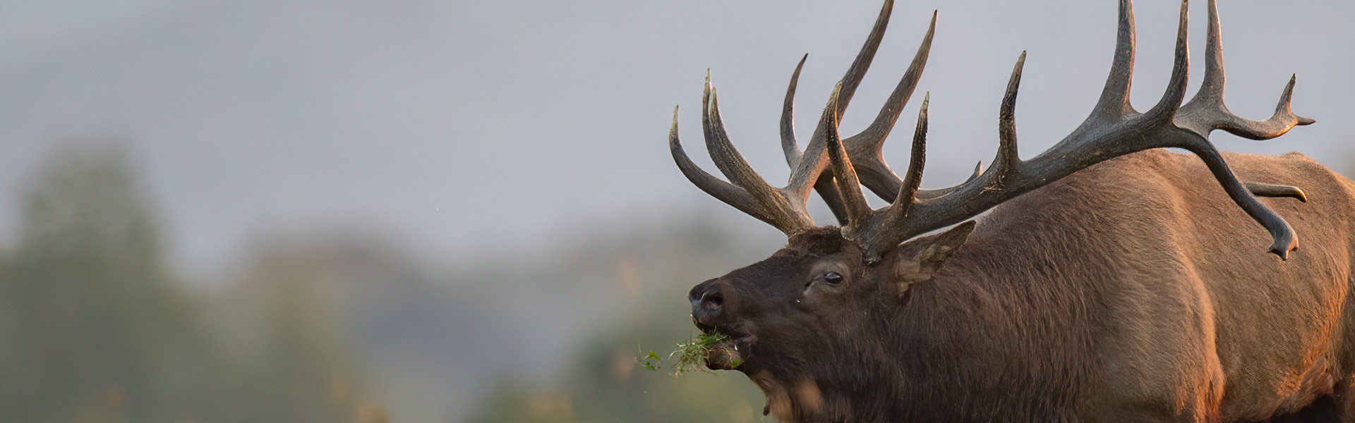An elk on a hillside.