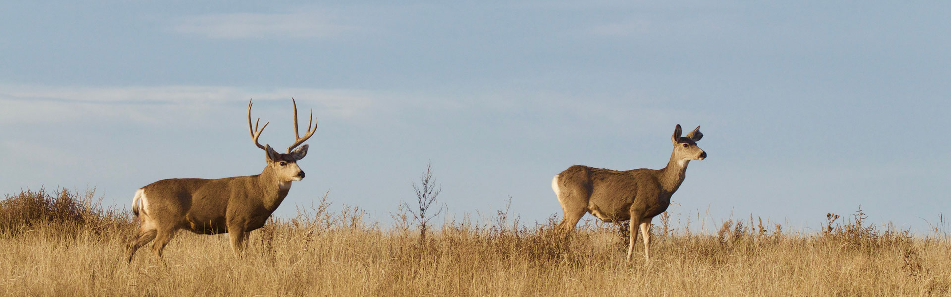 Elk herd