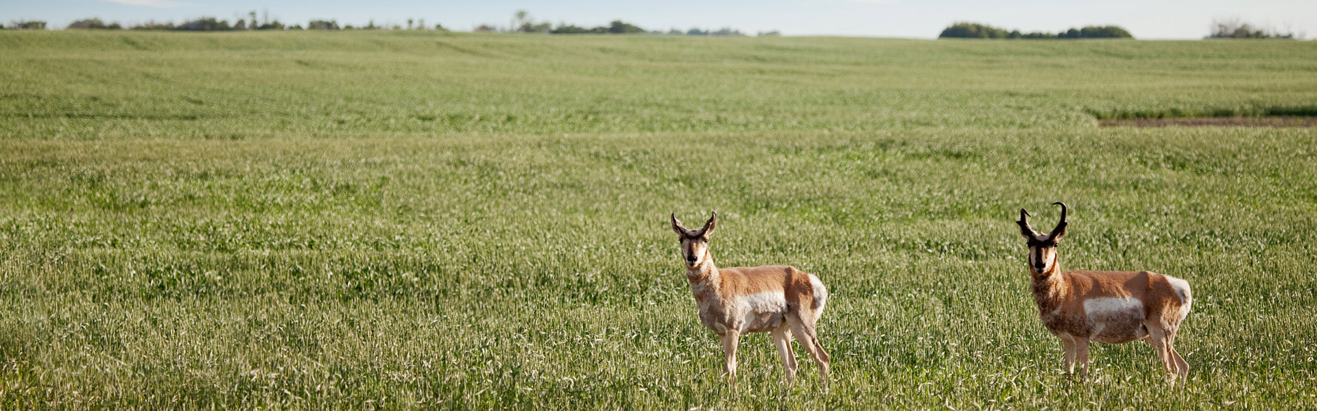 Two antelope in a field