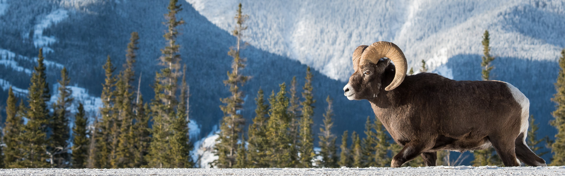 Bighorn sheep against snowy landscape