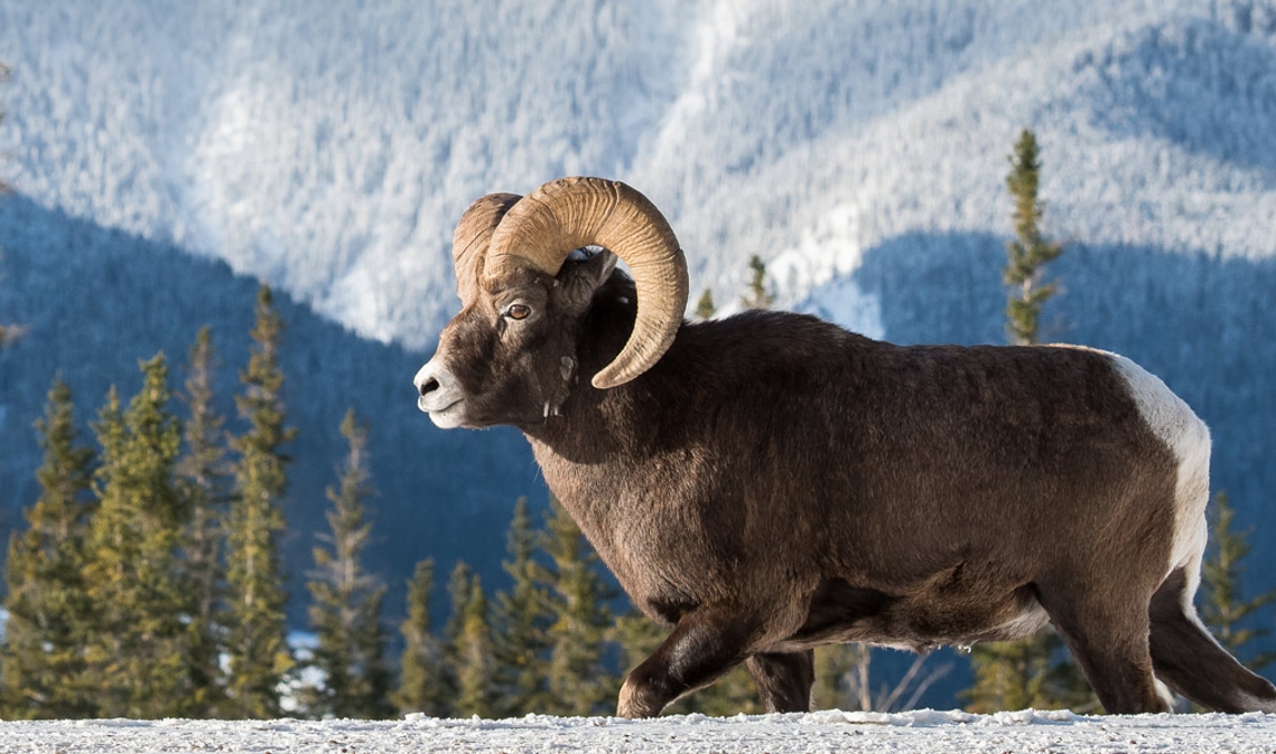 Photo of bighorn sheep