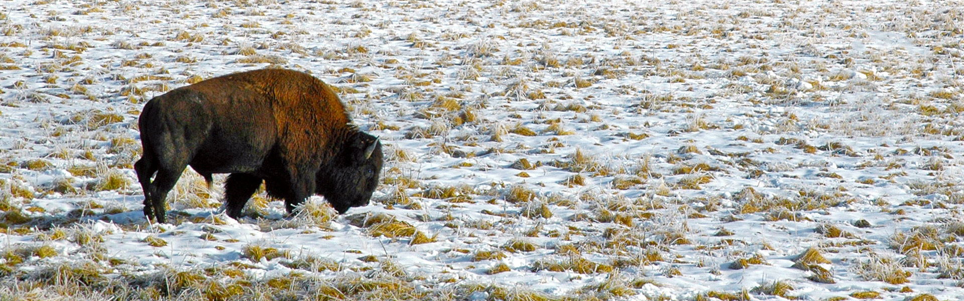 A bison in a field.