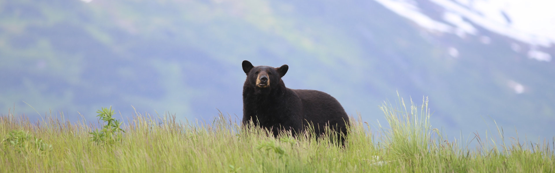 A black bear in a forest.