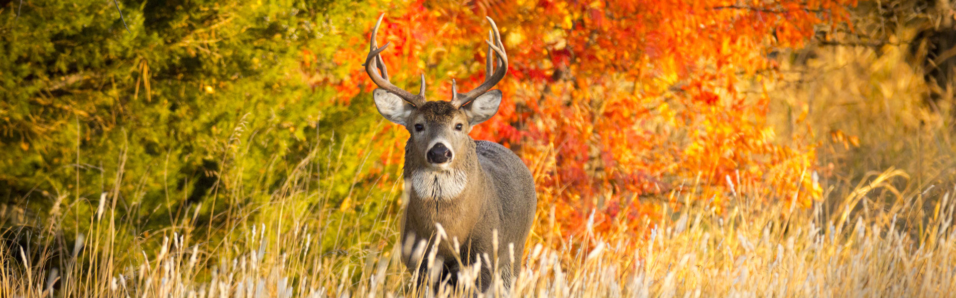 A deer on a hillside.